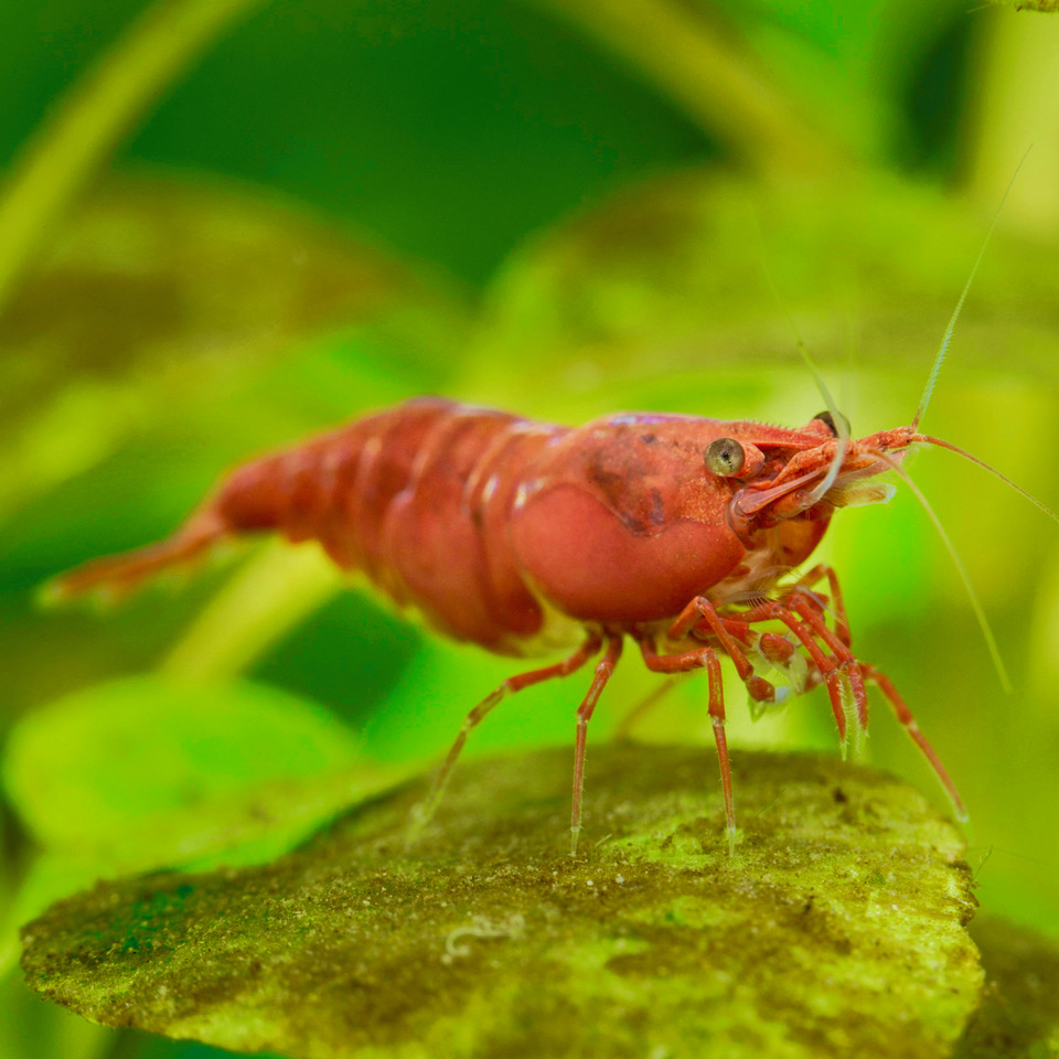 Shrimps/lobsters